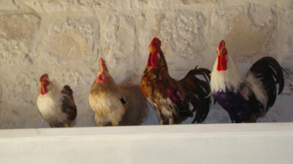 Masseria Ciancio Casa Serrafiori エクステリア 写真